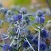 planum eryngium flowers