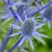 Eryngium Blue Flowers