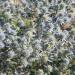 Sea Holly Eryngium Field