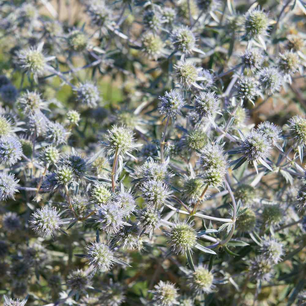 Eryngium Seeds Eryngium Planum Blue Sea Holly Flower Seeds
