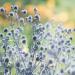 Blue Sea Holly Plants