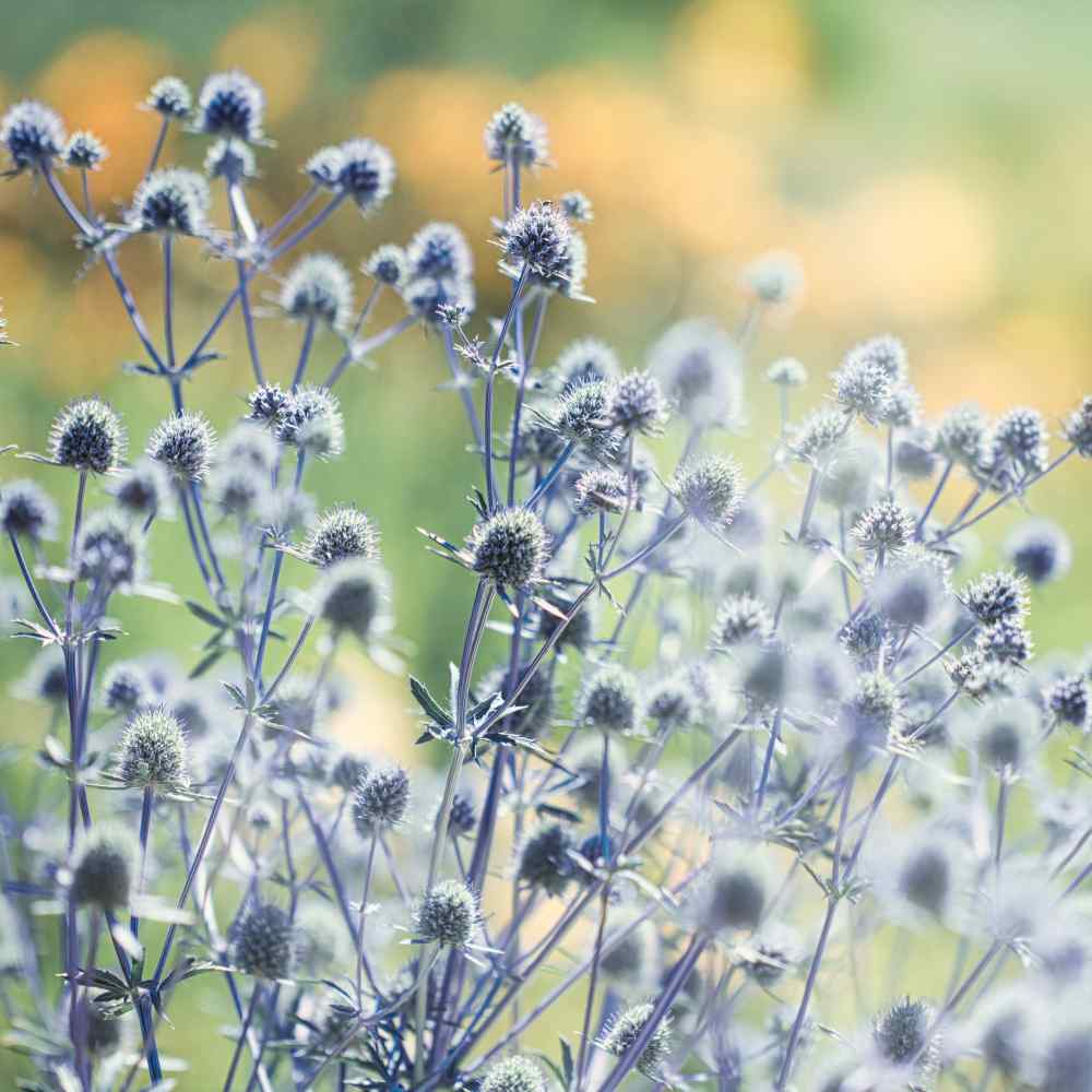 Eryngium Seeds Eryngium Planum Blue Sea Holly Flower Seeds