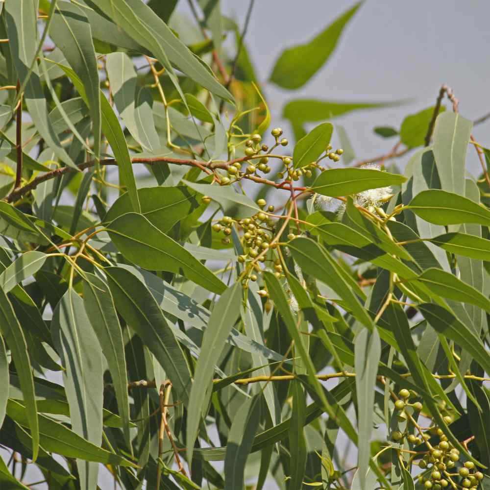 20+Seeds Eucalyptus citriodora Lemon Eucalyptus Tree Seeds