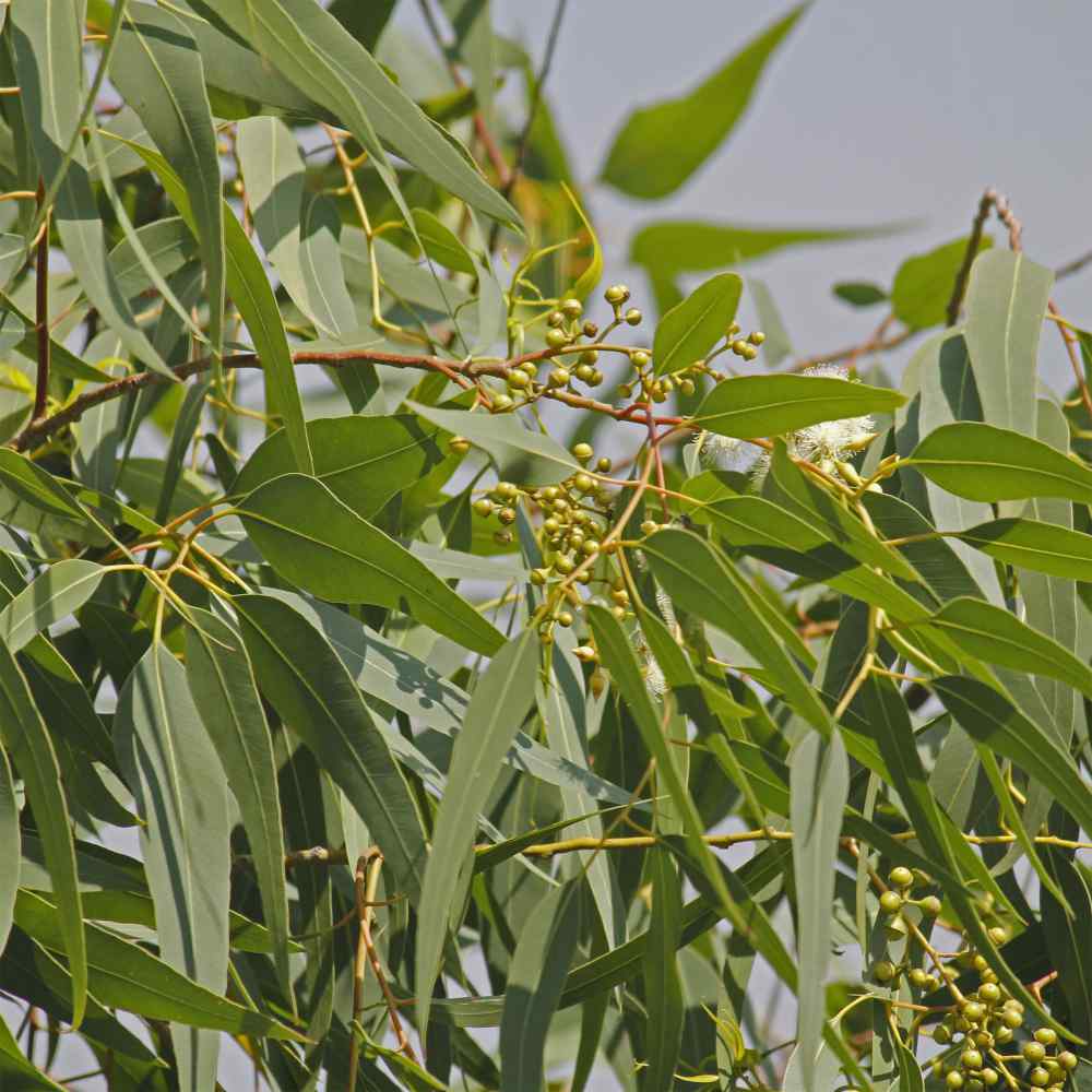 Dwarf Eucalyptus