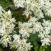 euphorbia early snow flowers