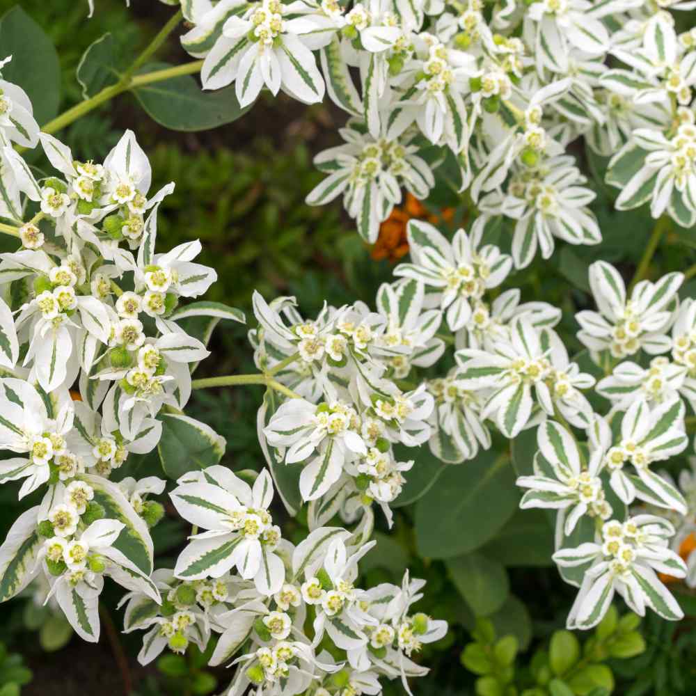 Euphorbia Seeds Snow On The Mountain 50 Seeds Euphorbia Marginata