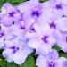 Impatiens Lavender