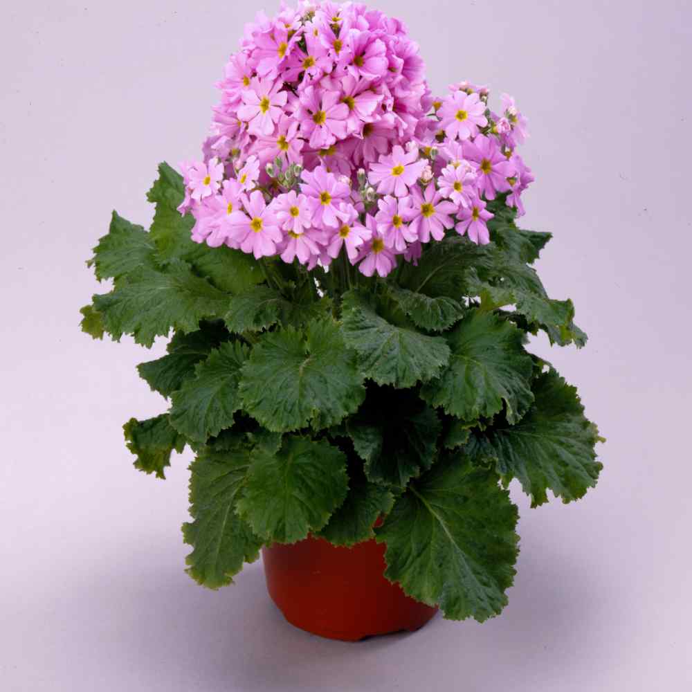 Fairy Primrose Pink