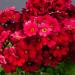 Primula Malacoides Crimson