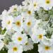 Primula White