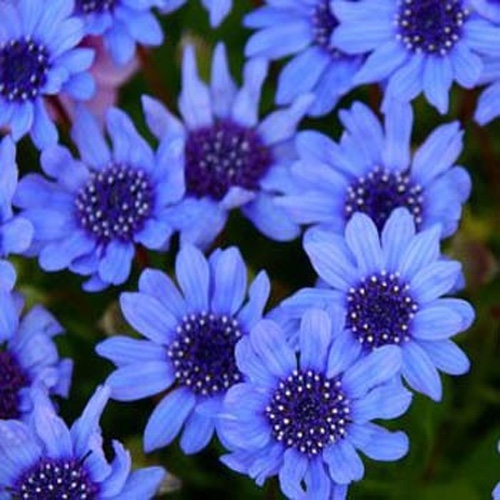 Blue Daisy Seed Felicia Heterophylla Blue Flower Seeds