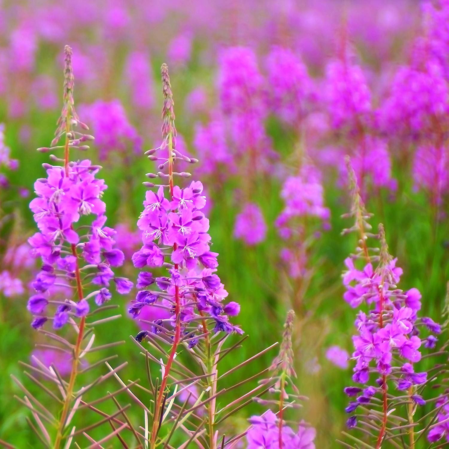 Fireweed Seed