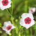 Annual Bright Eyes Flax Flowers