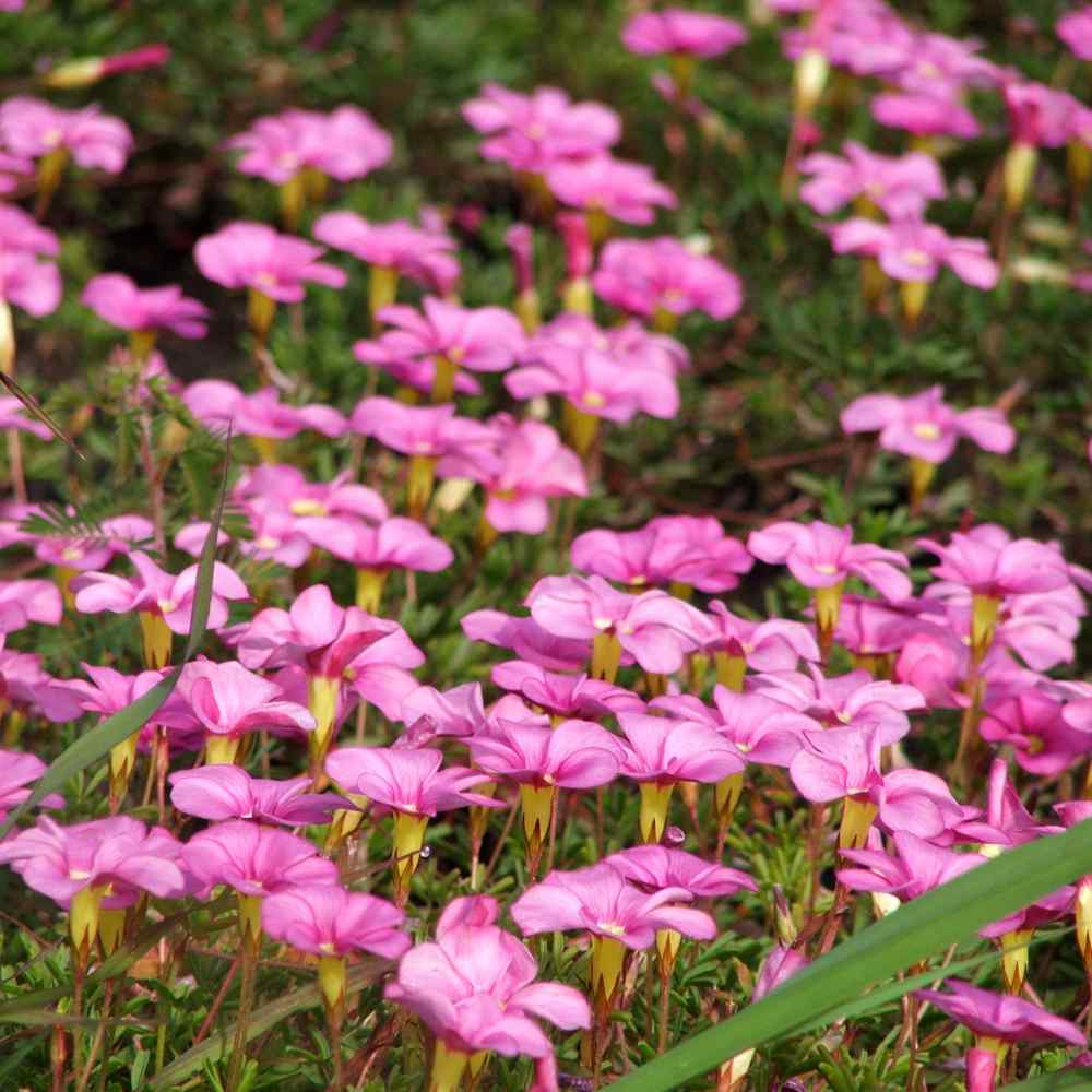 Four O Clock Seed Mirabilis Jalapa Pink Flower Seeds Four O Clock Seed Mirabilis Jalapa Pink Flower Seeds