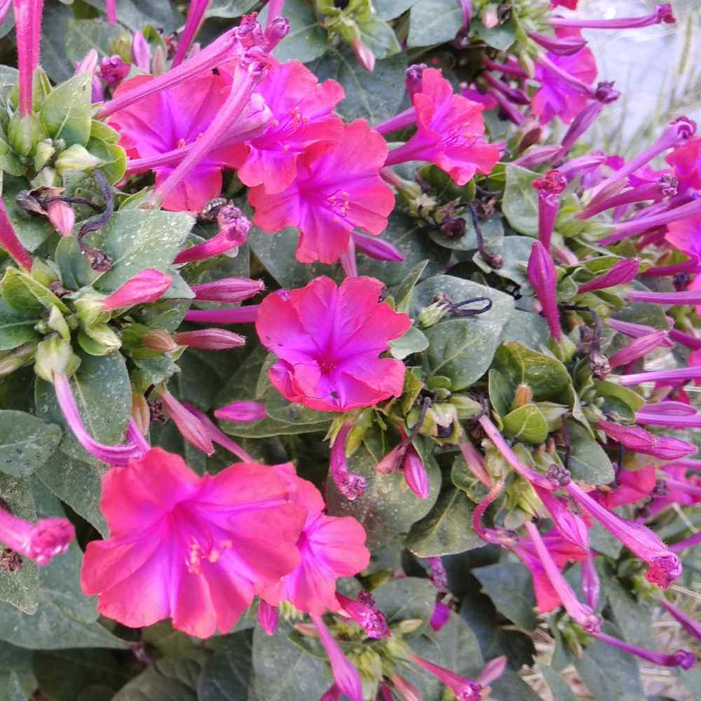 Mirabilis Jalapa Pink Flowers