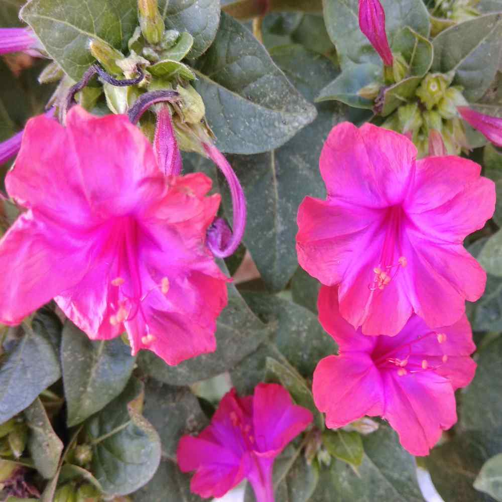 Mirabilis Jalapa Pink Vining Flowers