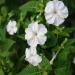 white four o clock flowers