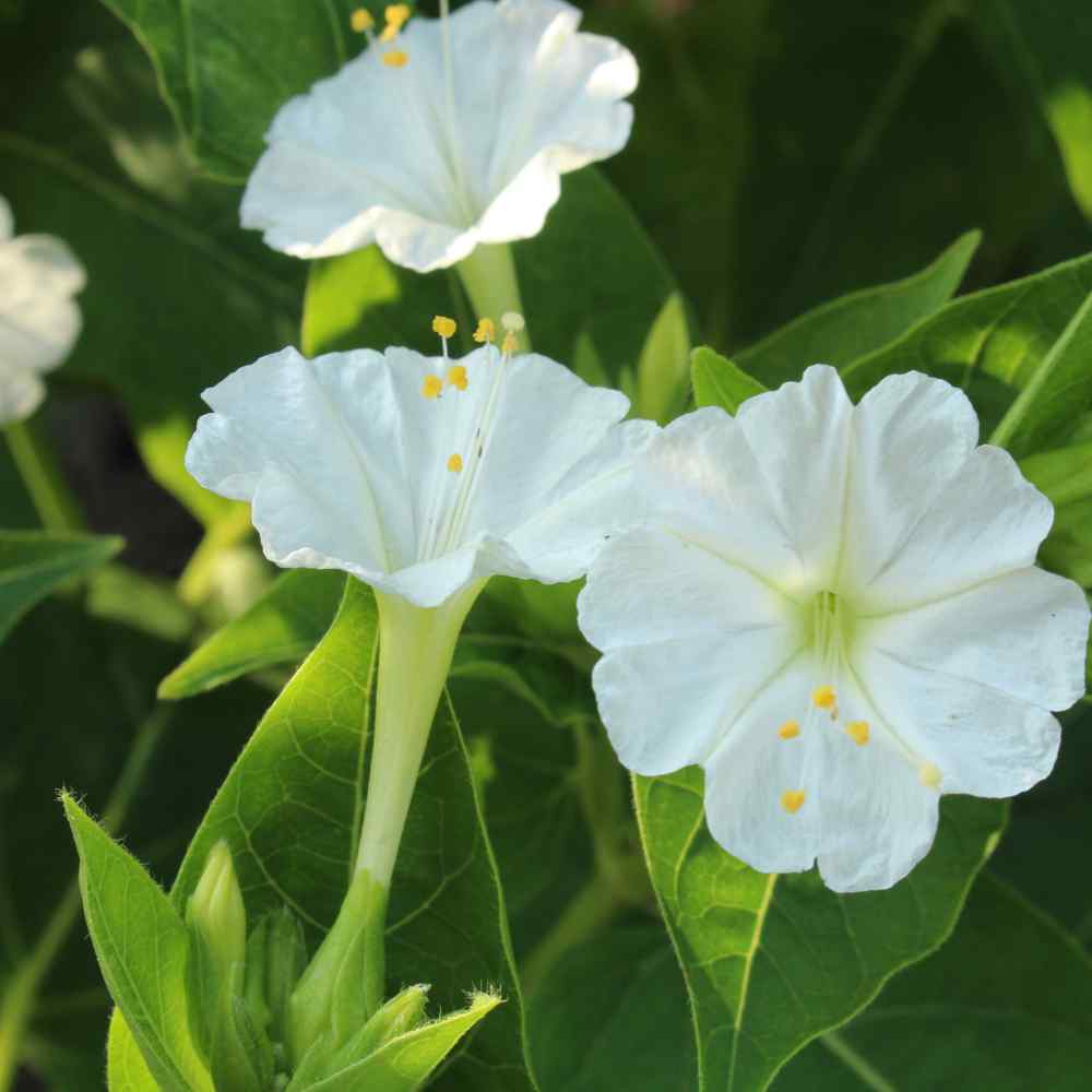 Four O' Clock Seeds - Mirabilis Jalapa White Flower Seeds