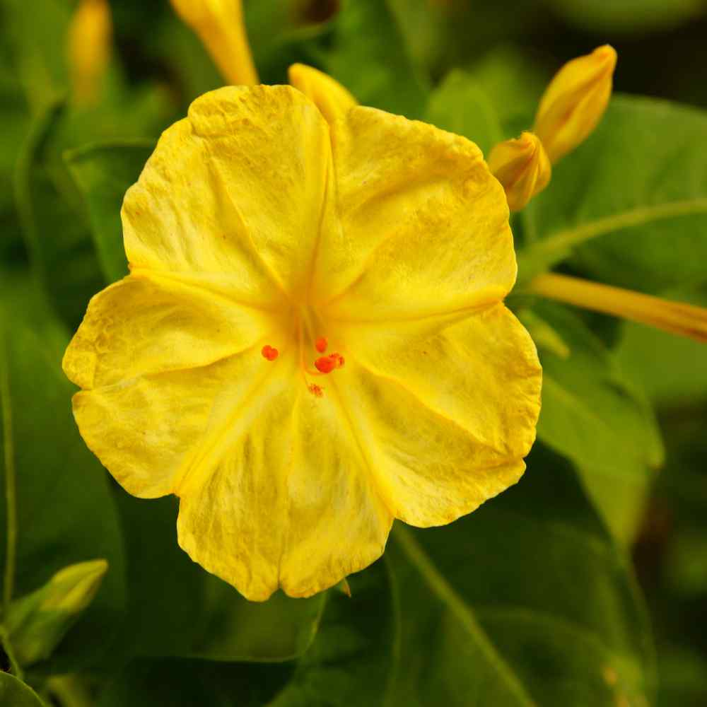 Four O'clock Yellow