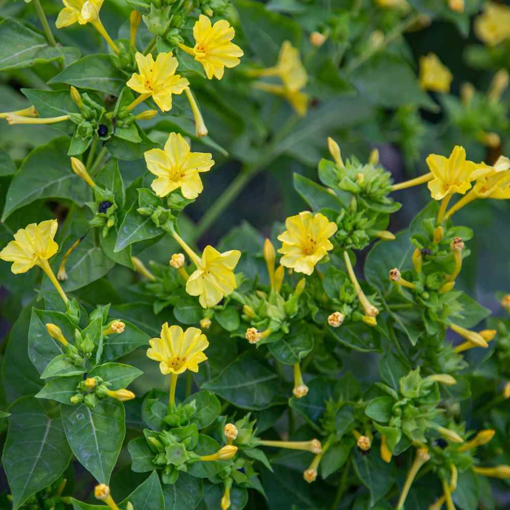 yellow four o'clock flowers