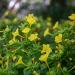 Four O'clock Yellow Plants