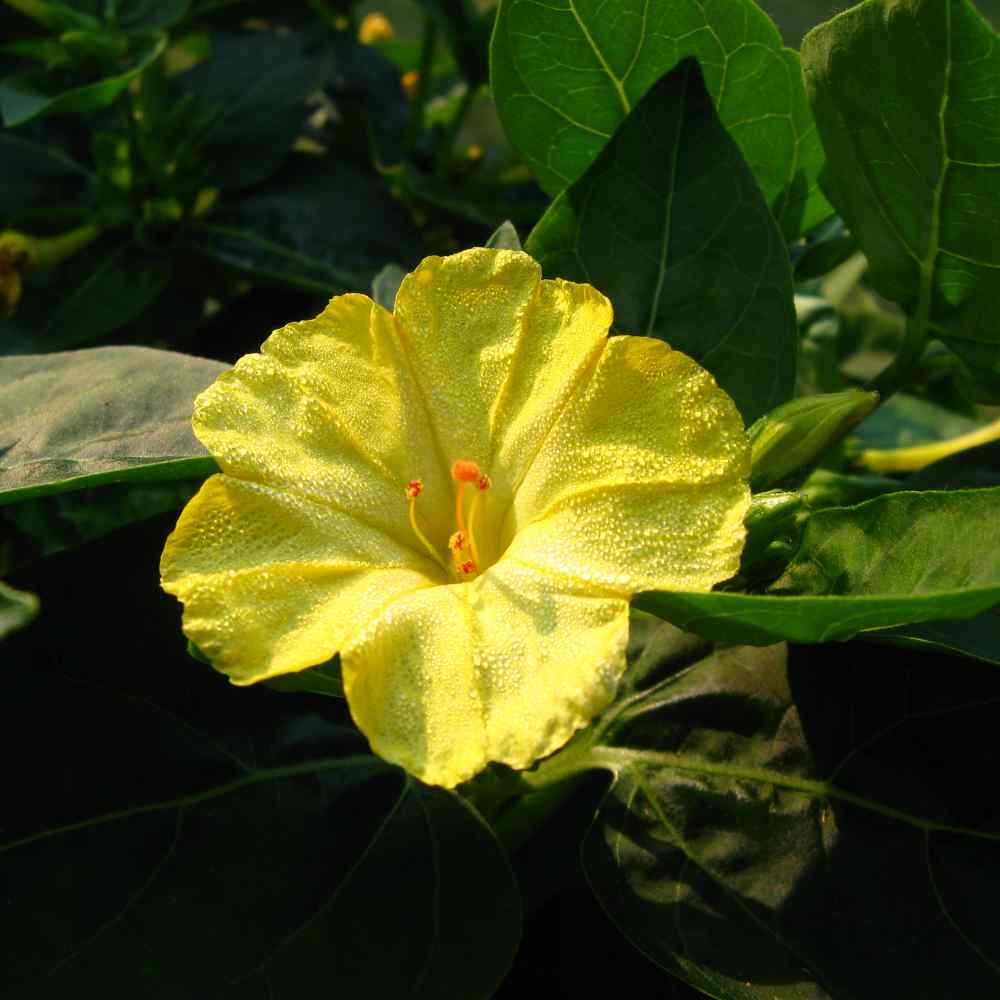 Four O'clock Yellow Vines