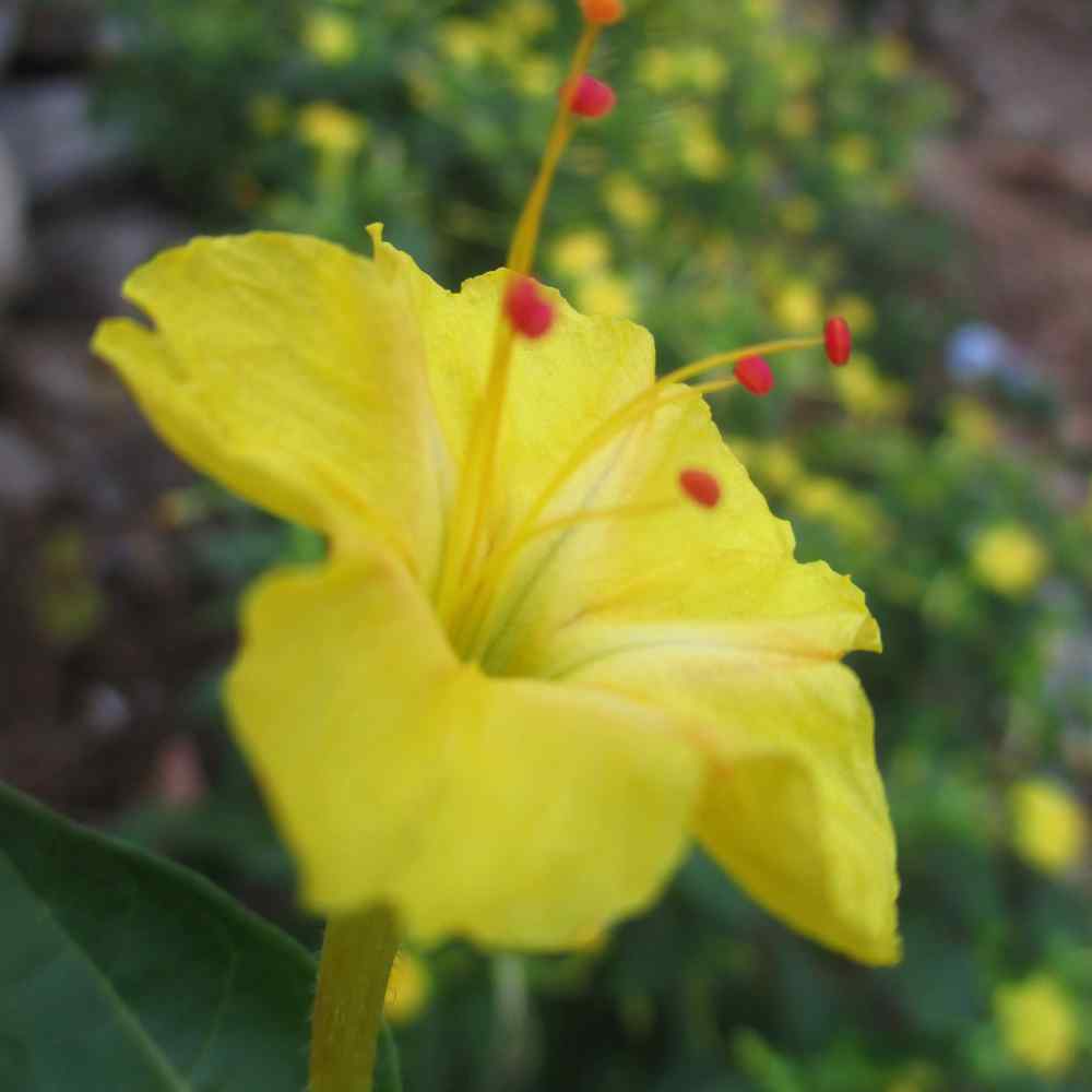 Four O'clock Yellow Climbers