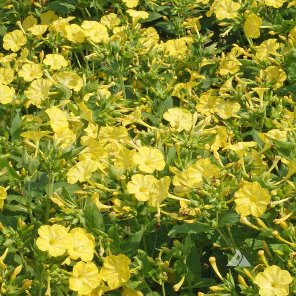 Four O'clock Yellow Climbing Plants