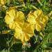 Mirabilis Jalapa Yellow Flowers