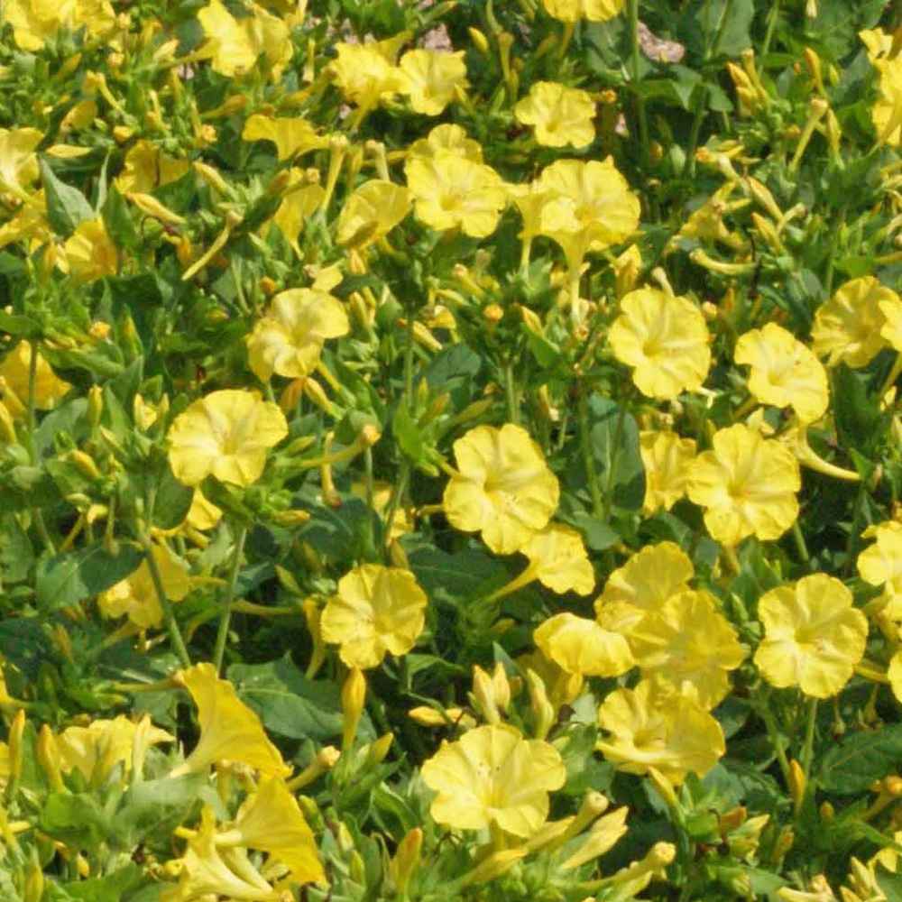 Mirabilis Jalapa Yellow Vine