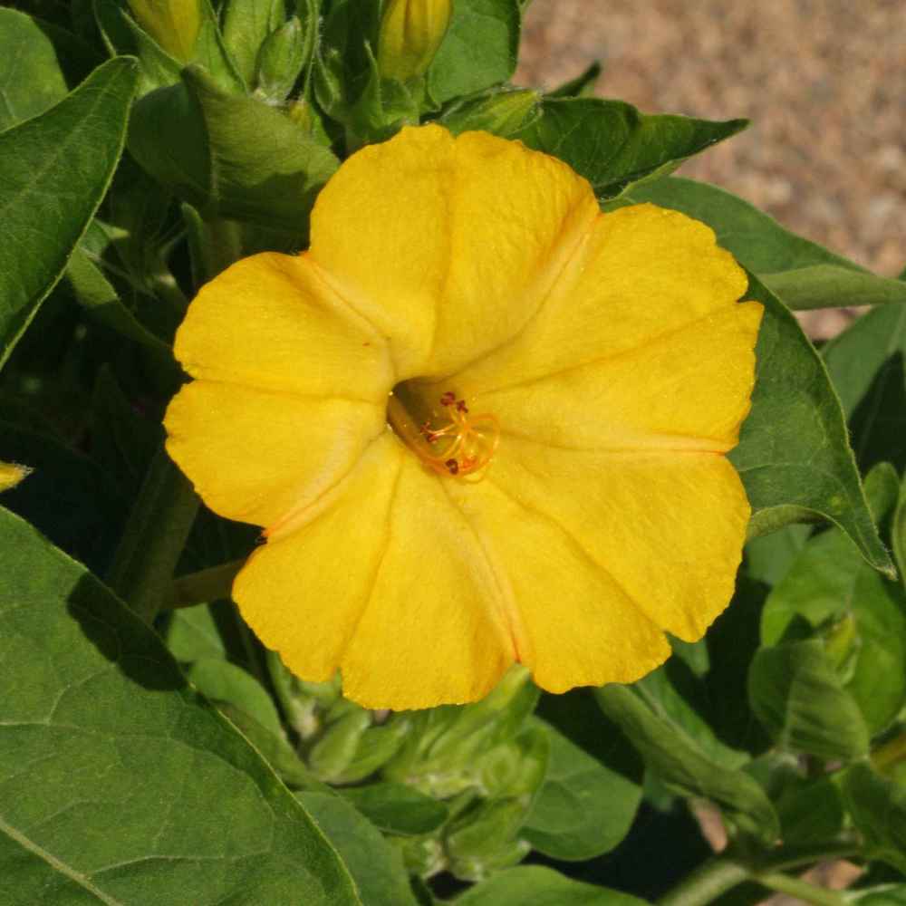 Mirabilis Jalapa Yellow Climbing Vine