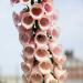 Foxglove Apricot Flowers