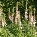 Foxglove Apricot Beauty