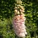 apricot foxglove flowers