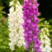 Gloxiniaeflora foxglove flowers