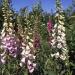 Foxglove Gloxiniaflora Garden Flowers