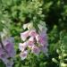 Digitalis Lavender Colored Foxglove Garden Flowers