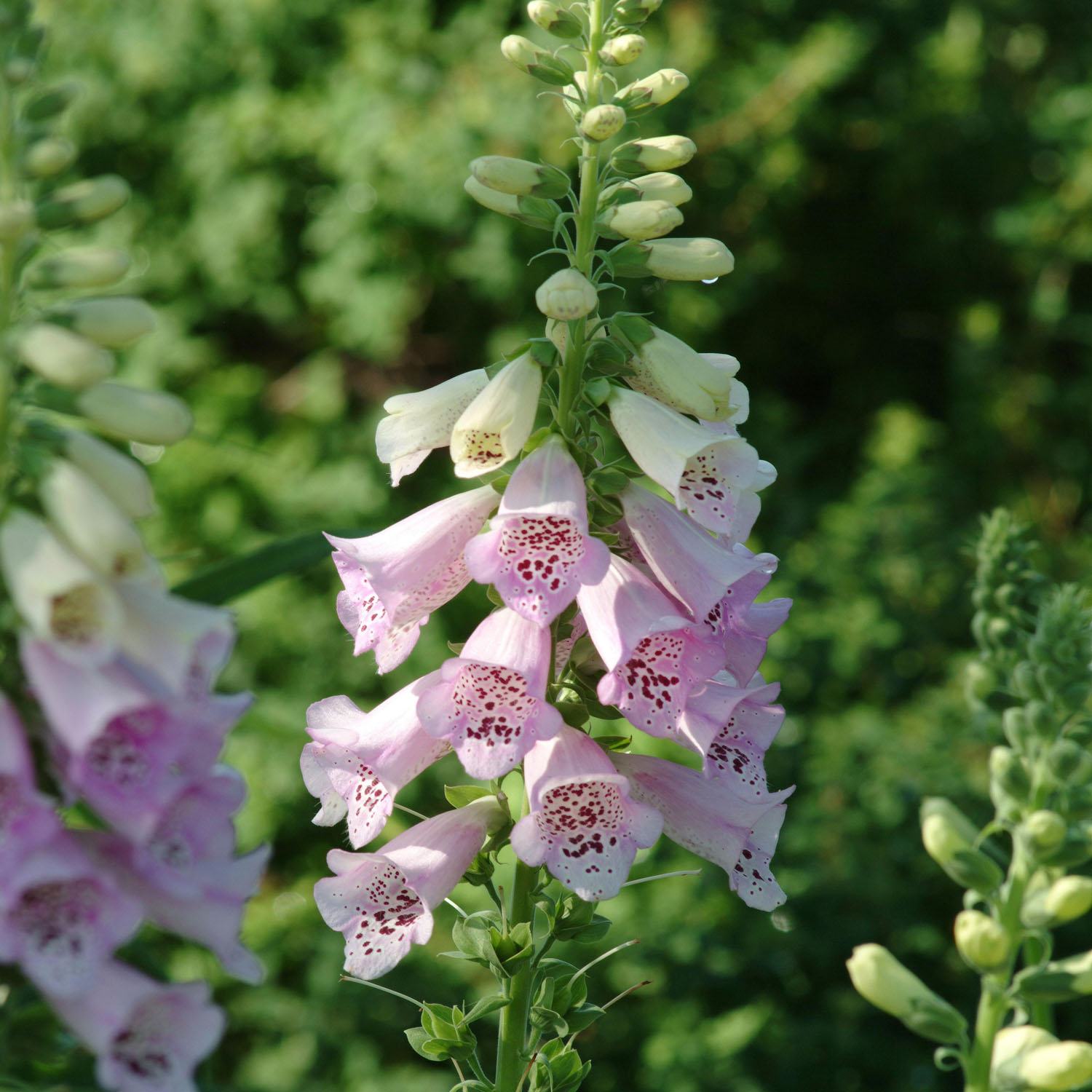15 Seeds Digitalis Camelot Lavender 