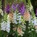 Foxglove Flower Seed Mix