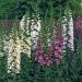 Foxglove Wild Flower Mix