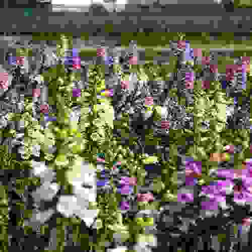Digitalis Purpurea Wildflower Seed