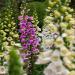 Digitalis Purpurea Flower Mix