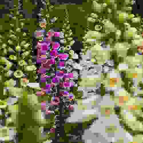 Digitalis Purpurea Flower Mix