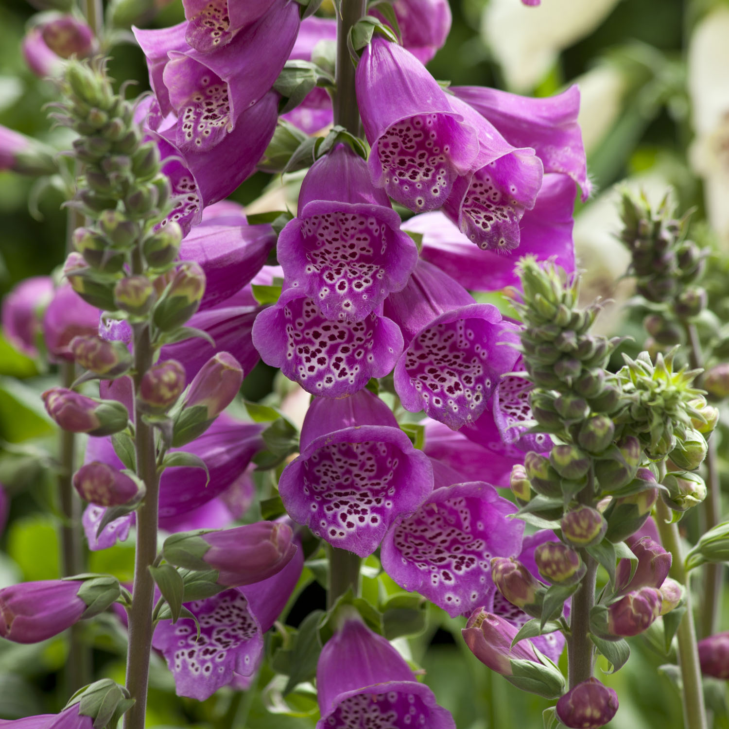 Biennial Digitalis Dalmation Purple Foxglove Flower Plant Seeds