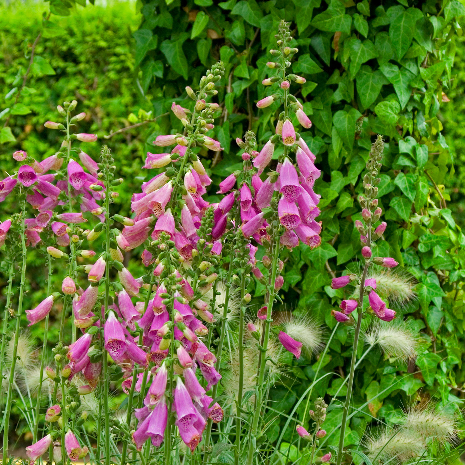 Buy Digitalis Foxglove Camelot Rose Biennial Garden Flower Seeds