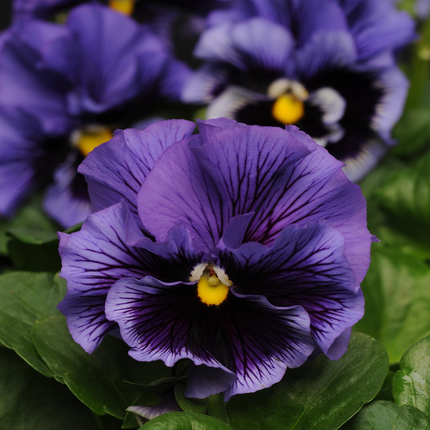 Pansy Frizzle Sizzle Blue