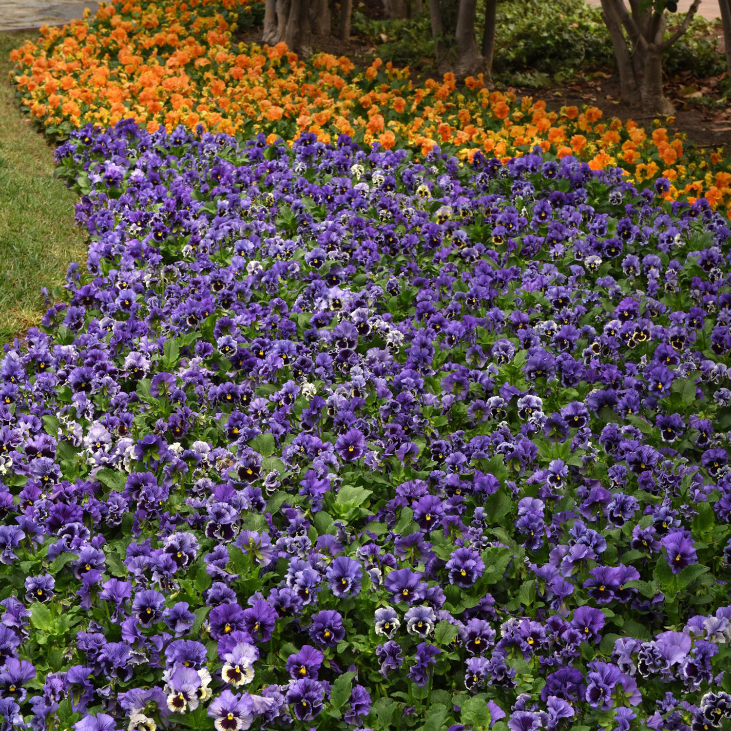 Pansy Frizzle Seeds