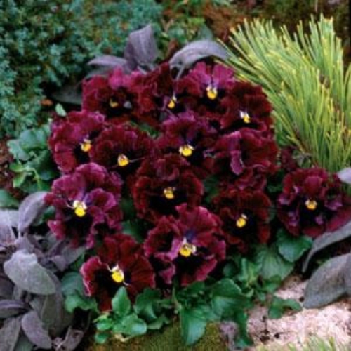 Buy Pansy Frizzle Sizzle Burgundy Seeds
