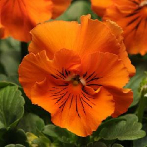 Pansy Seeds Frizzle Sizzle Blue 50 FLOWER SEEDS