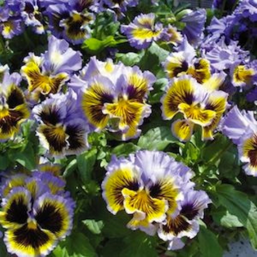 Pansy Yellow/Blue Swirl Flowers